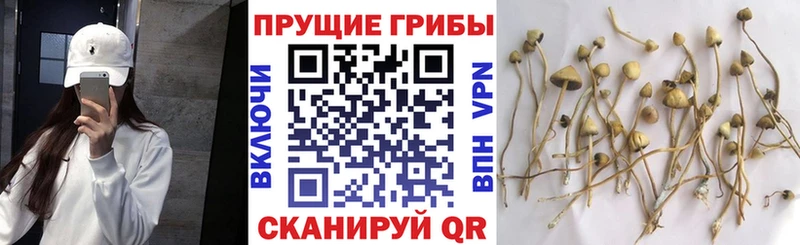 сайты даркнета какой сайт  Заволжск  Псилоцибиновые грибы Magic Shrooms 